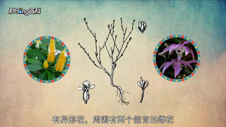 原来虾须草属长这样啊