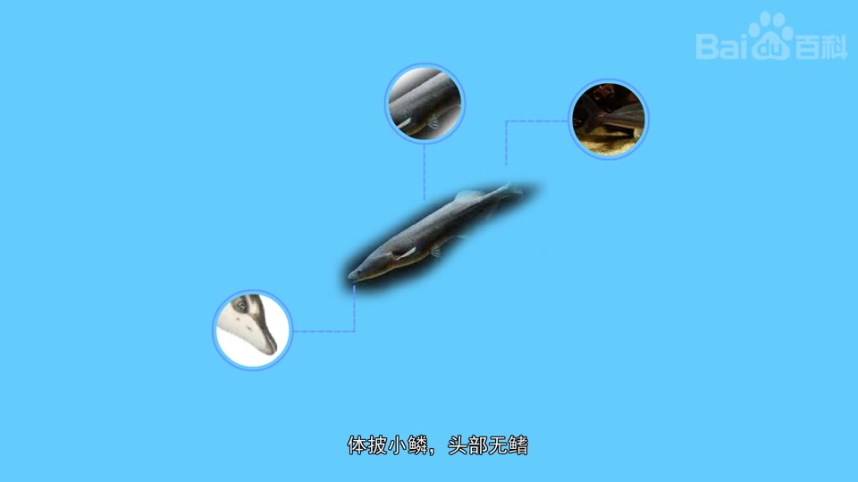 卡氏长颌鱼