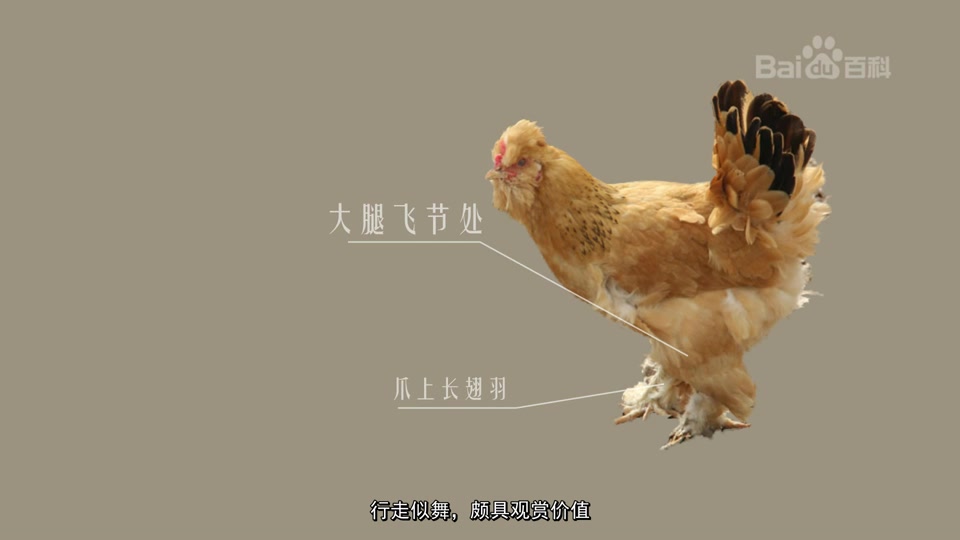 中华宫廷黄鸡