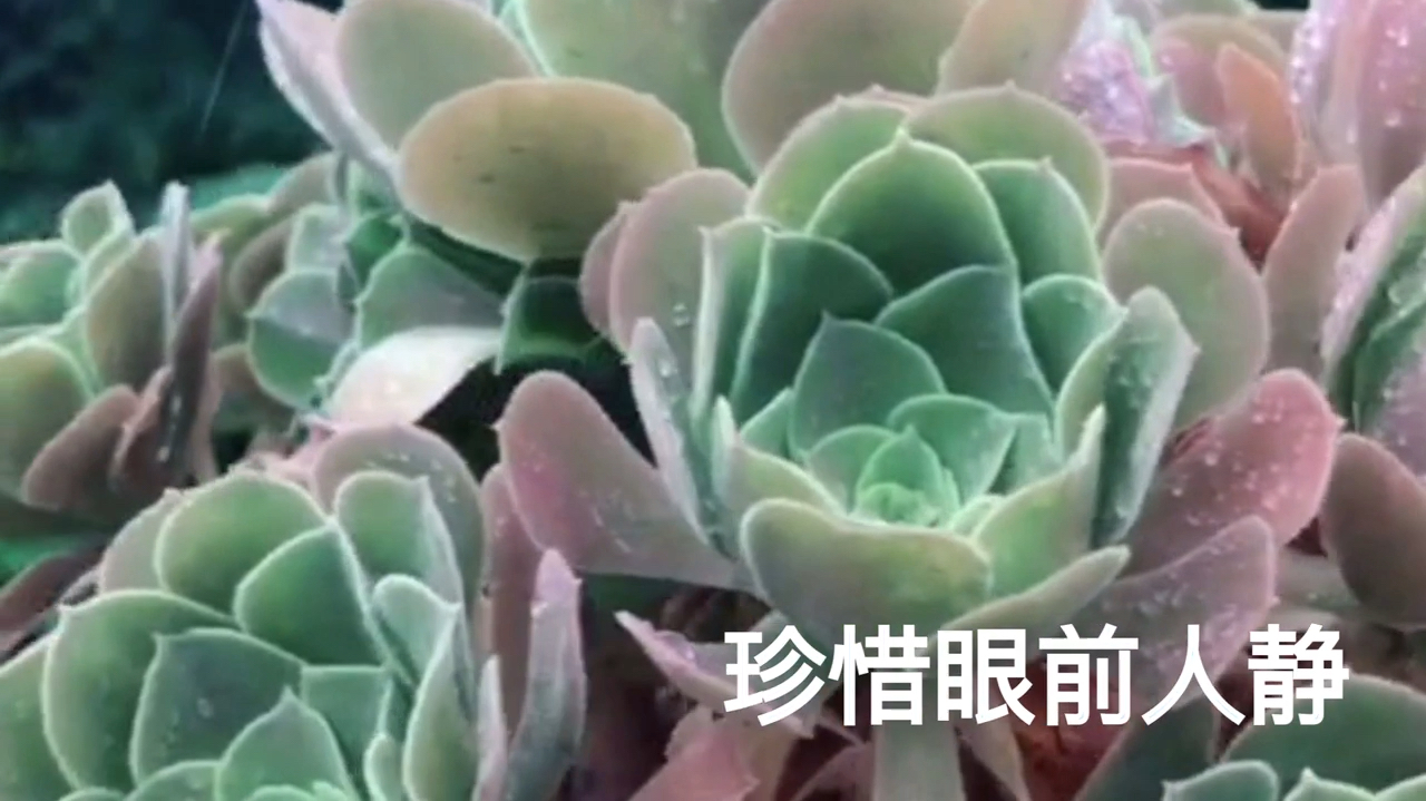 多肉植物法师的品种与分类教学!
