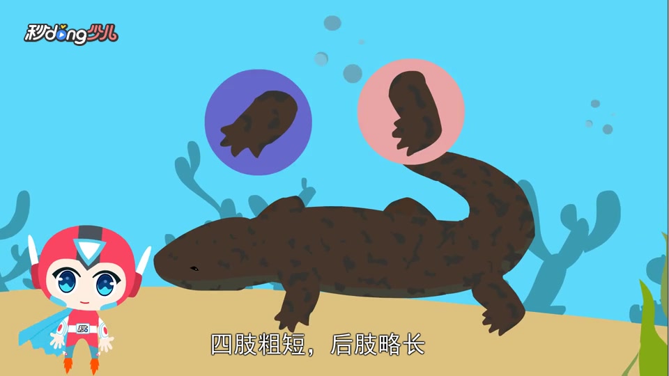 东方蝾螈与娃娃鱼的区别?