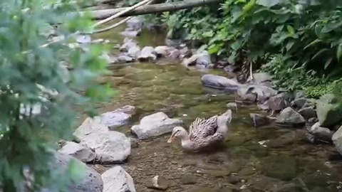 火焰醉虾,吃起来口感鲜嫩,还带着白酒的余香