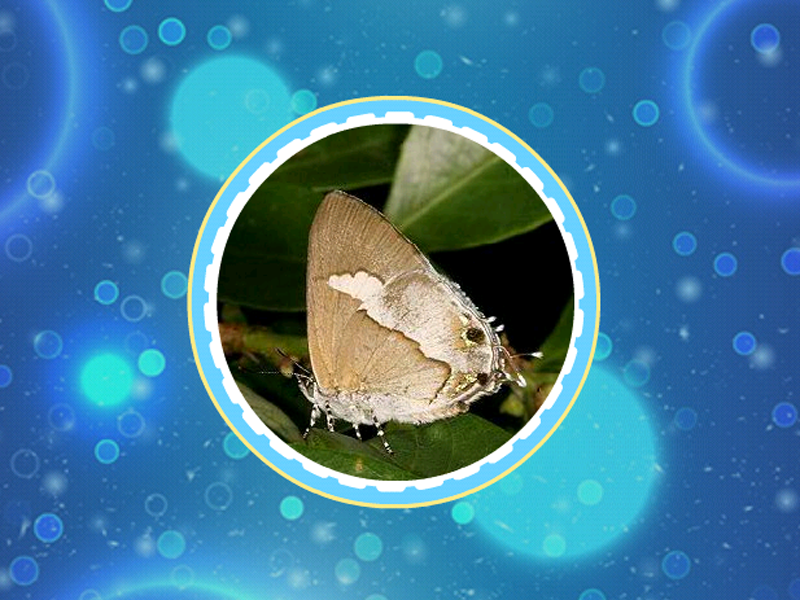 原来三尾小灰蝶长这样