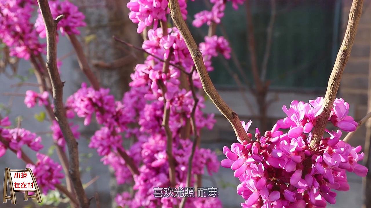 [图]紫荆花怒放盛开,艳丽可爱,它的花语却是兄弟和睦,手足情深