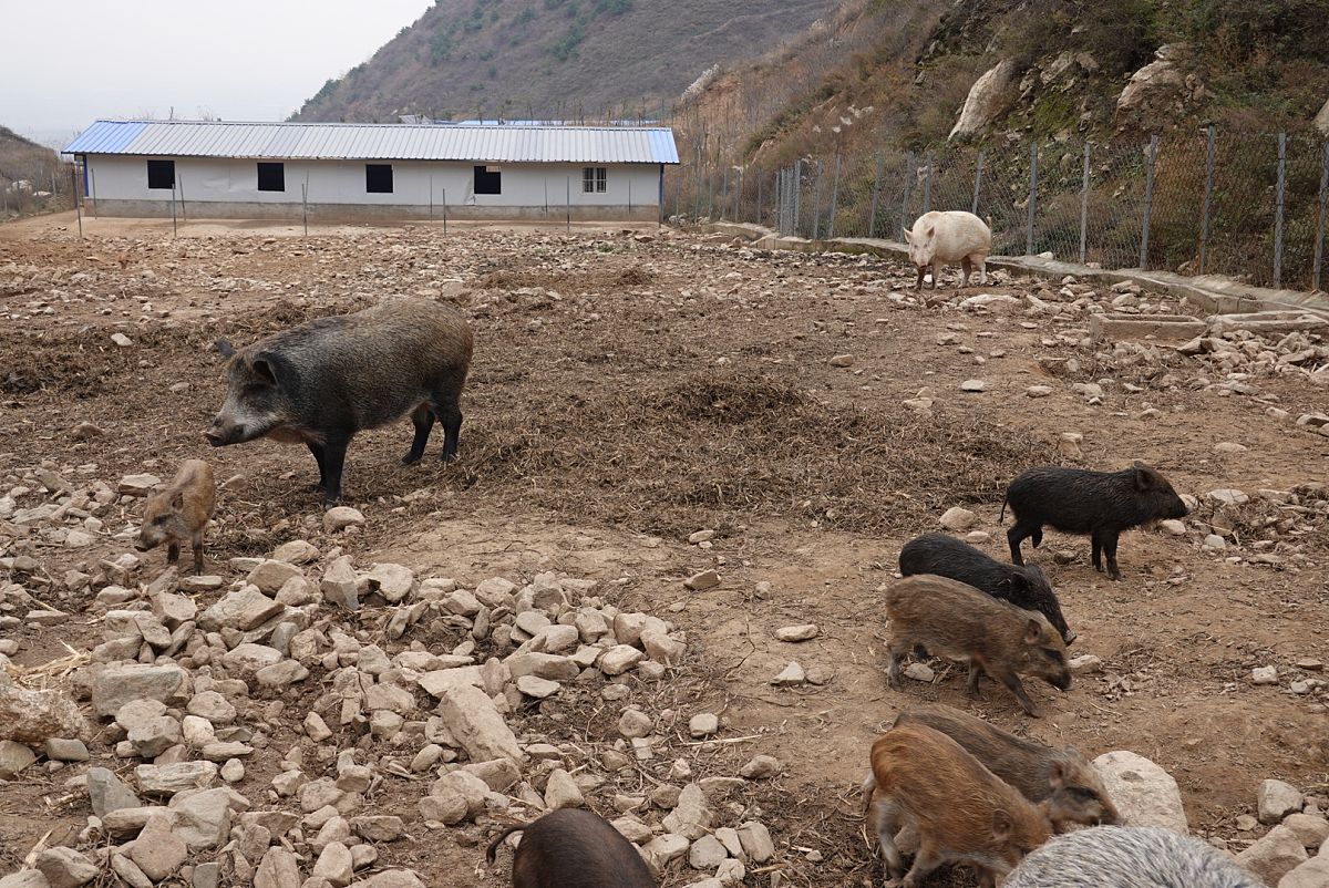 养跑山猪运营指南：从市场调研到盈利策略