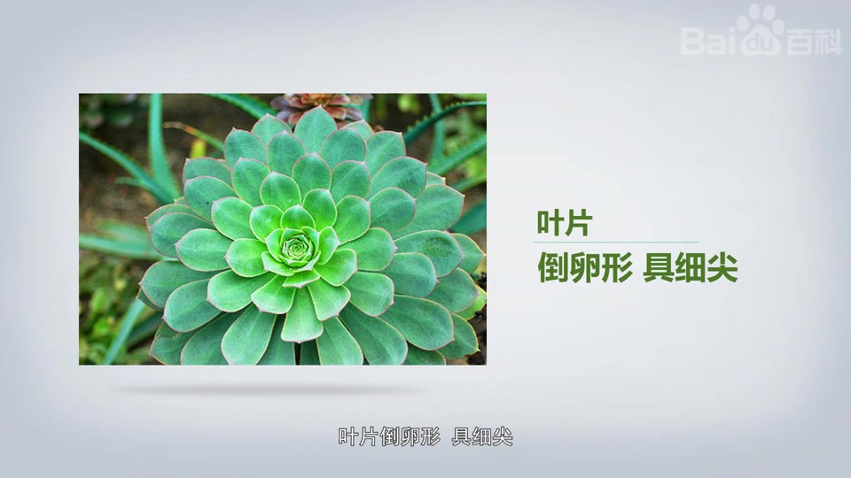 红缘莲花掌
