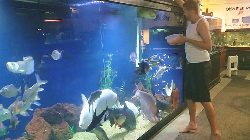 混养三年的一大缸宝贝观赏鱼,凑近一看,我瞬间就被吸引住了