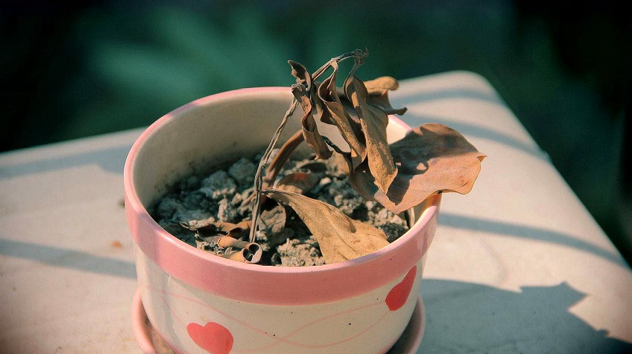 [图]为什么你的花养不活,花店老板教我一招,花儿长得枝繁叶茂