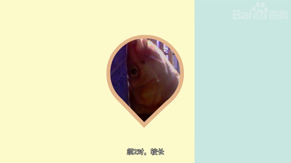 怒江裂腹鱼