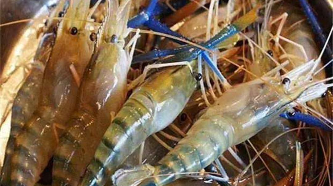 一分钟了解罗氏虾