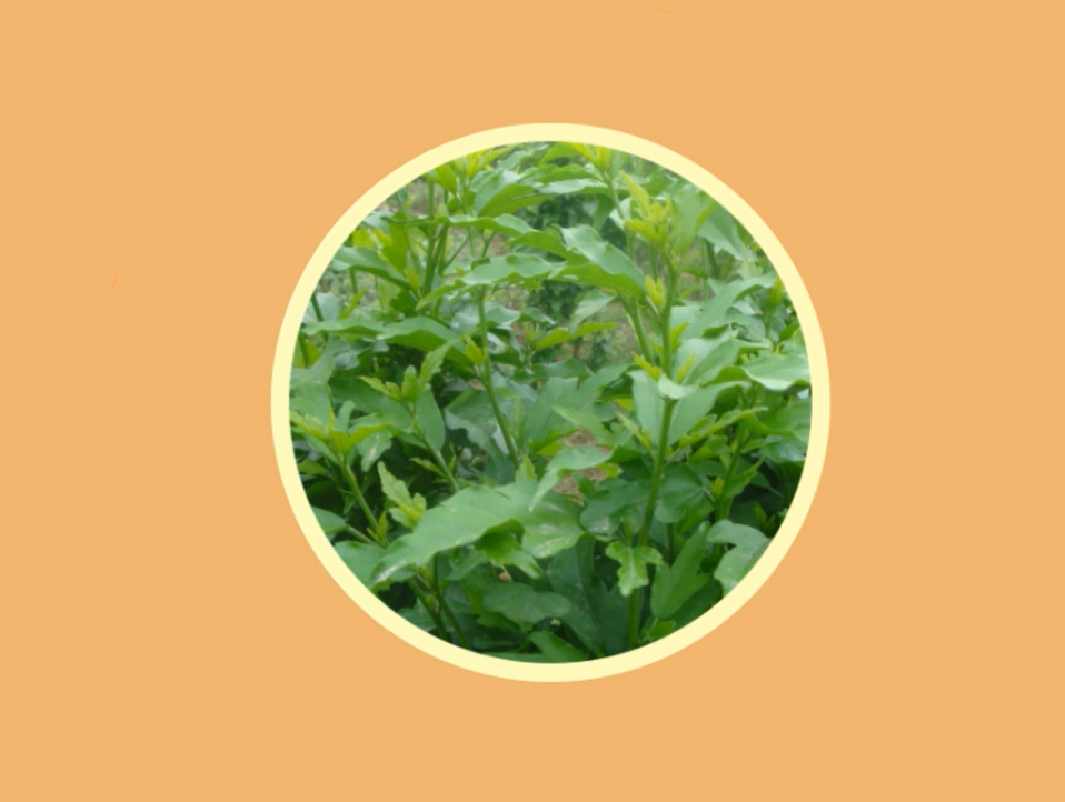 原来榆钱菠菜长这样