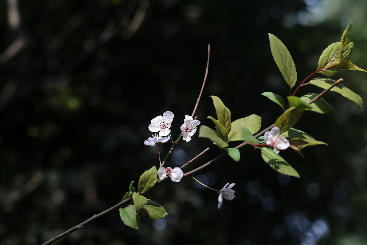 2018年3月11日,成都植物园,红叶李.(如下载使用,请务必署名成都商报 