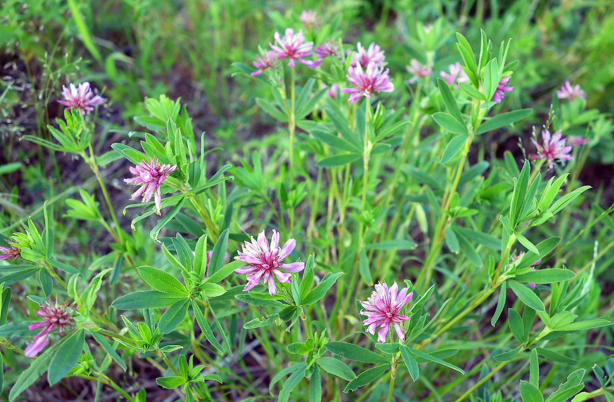 ***_***2015年07月4日,黑龙江大兴安岭,野生植物花卉,野火球,别名野车