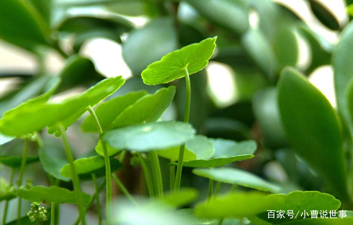 镜面草是一种比较优良的盆栽观叶植物,还是制作盆景的理想材料.图片