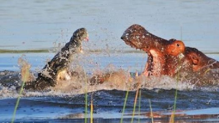 鳄鱼撞见河马,被河马紧跟,鳄鱼:我错了,下次不来你地盘了