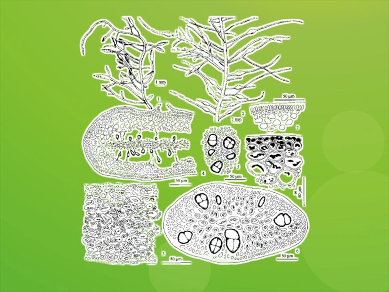 原来异形石花菜长这样