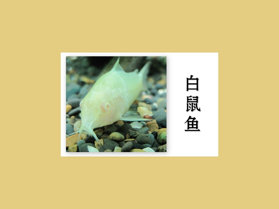 白鼠鱼:又名白玉鼠