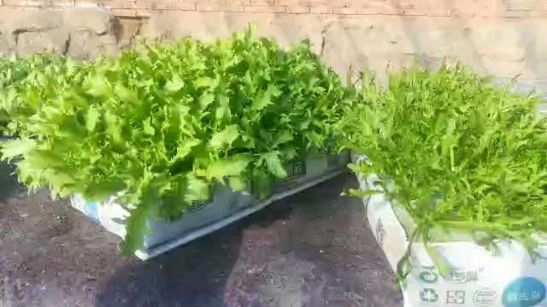 盆栽蔬菜----苦菊