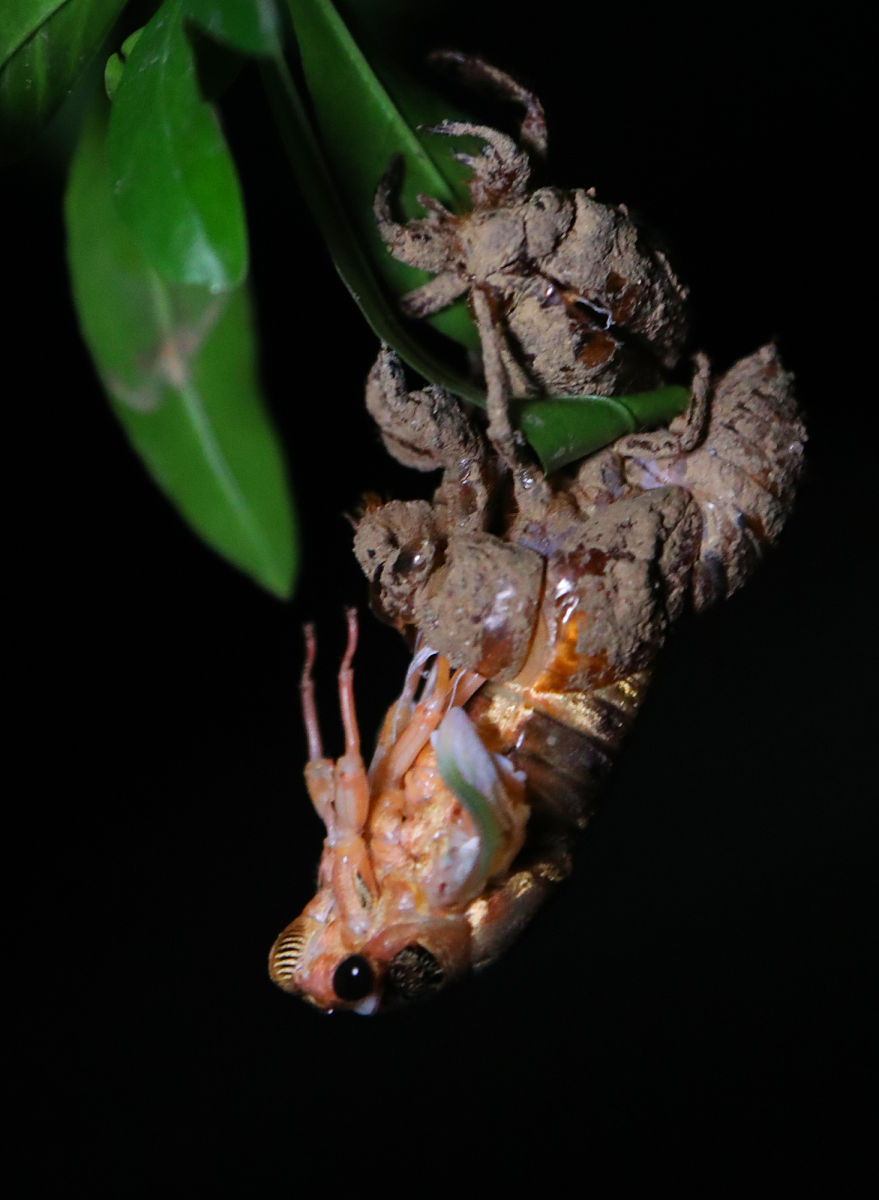 解密金蝉：地下17年，只为夏日一鸣