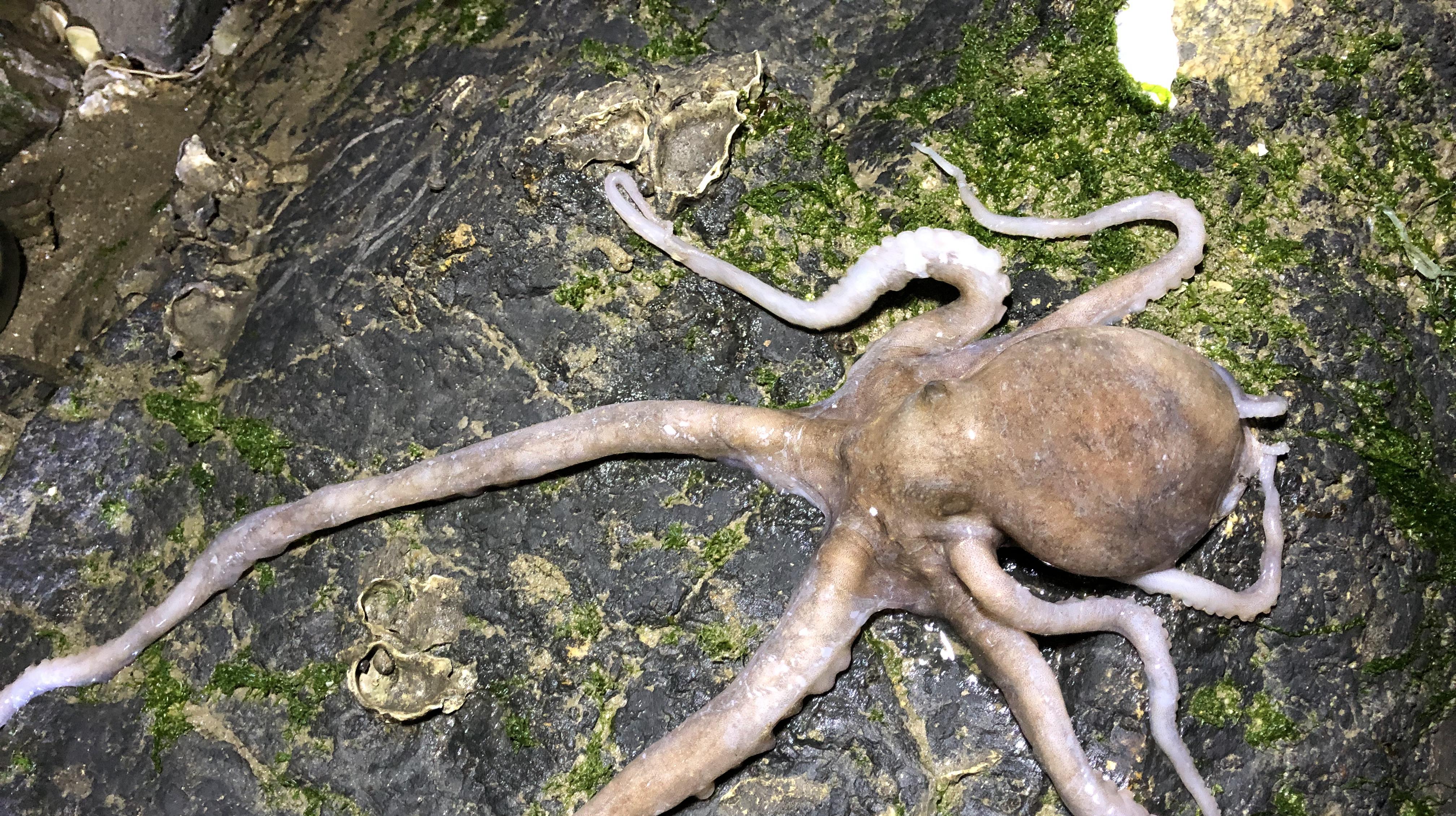 凌晨1点赶海,八爪鱼海螺都搁浅了,抓获大脑袋八爪鱼和几斤海螺
