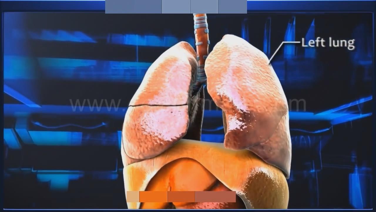 呼吸的过程究竟是怎样的?6分钟真正了解呼吸系统