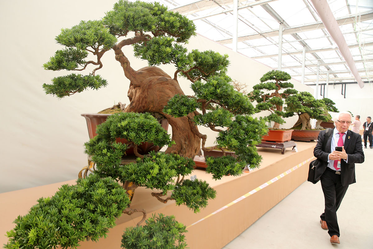 盆景城市铁道手游更新日志 - 新增地图、植物、建筑、社交功能