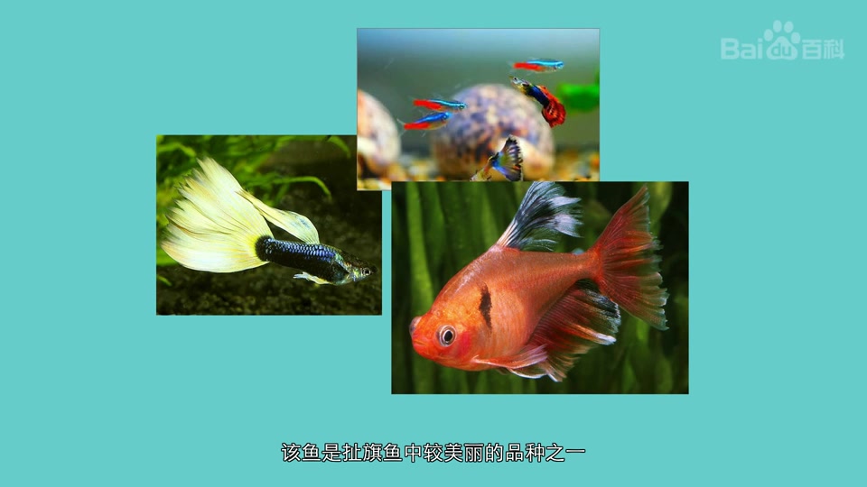 玫瑰扯旗鱼