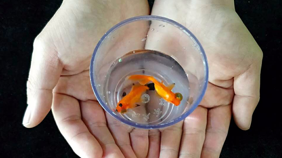 空手变出金鱼,怎么也没有想到,原来金鱼是藏在这里!