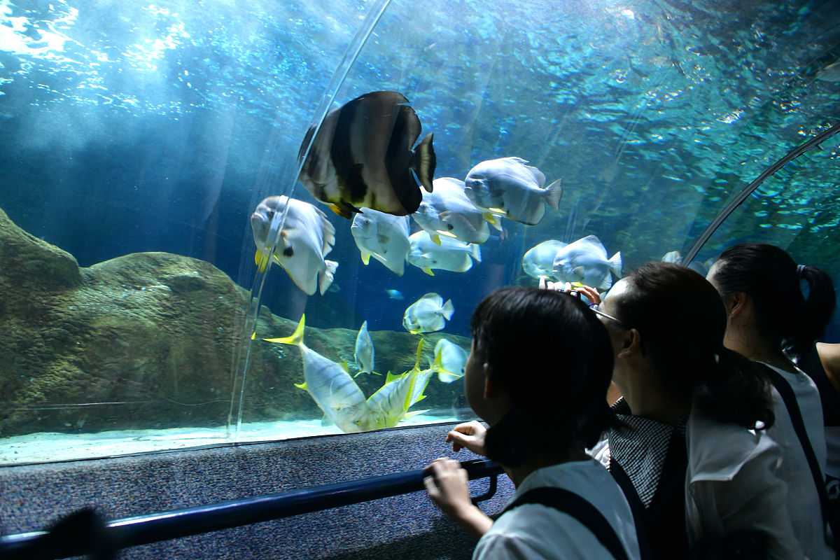 大连圣亚海洋世界：亚洲最大海洋公园，探索海洋奇观