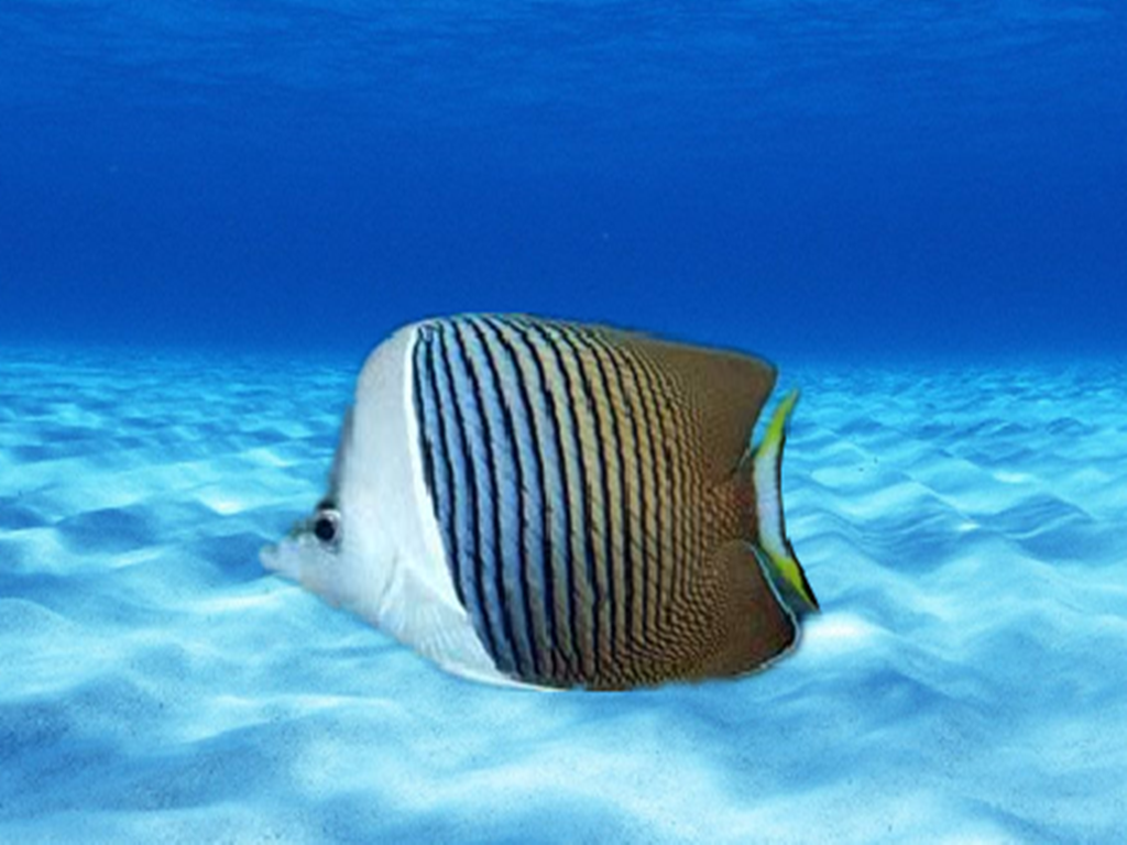 白面蝶:蝴蝶鱼科蝴蝶鱼属