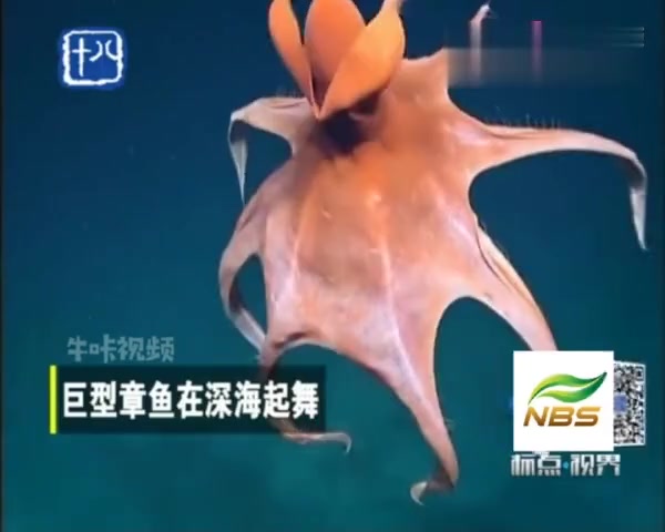 巨型章鱼在深海起舞,身体松弛,美爆啦!