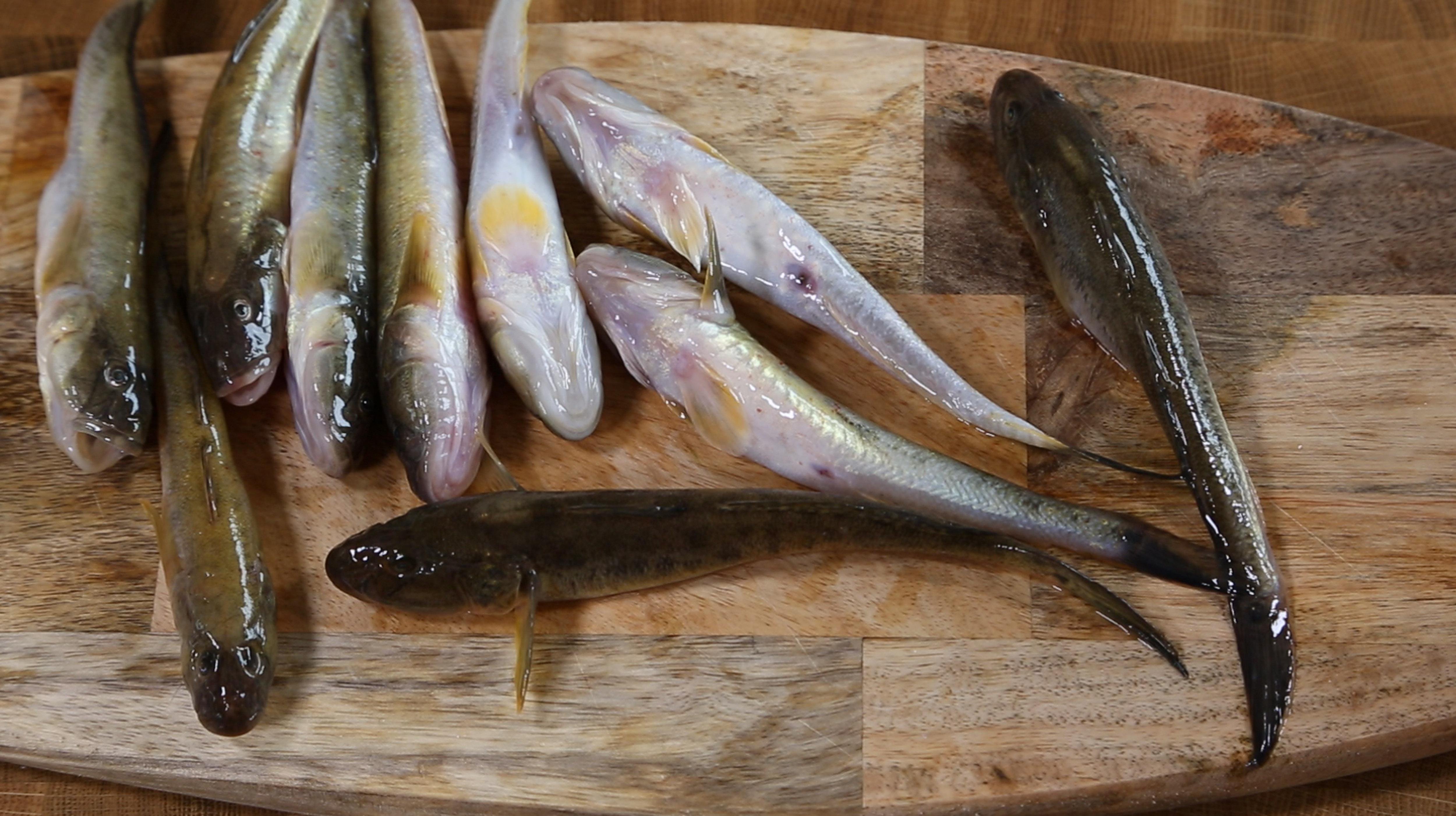 海泥鱼家常做法加点酸辣味更加可口,鲜活海鲜都可以这样做哦!