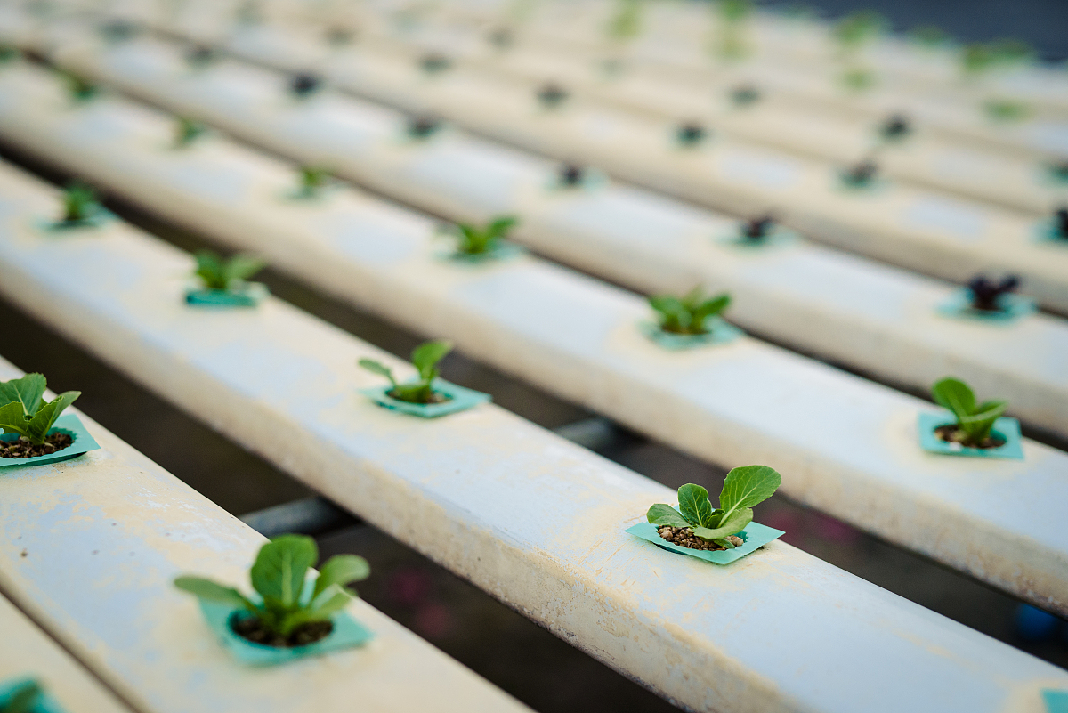 transplanted into a soilless culture system