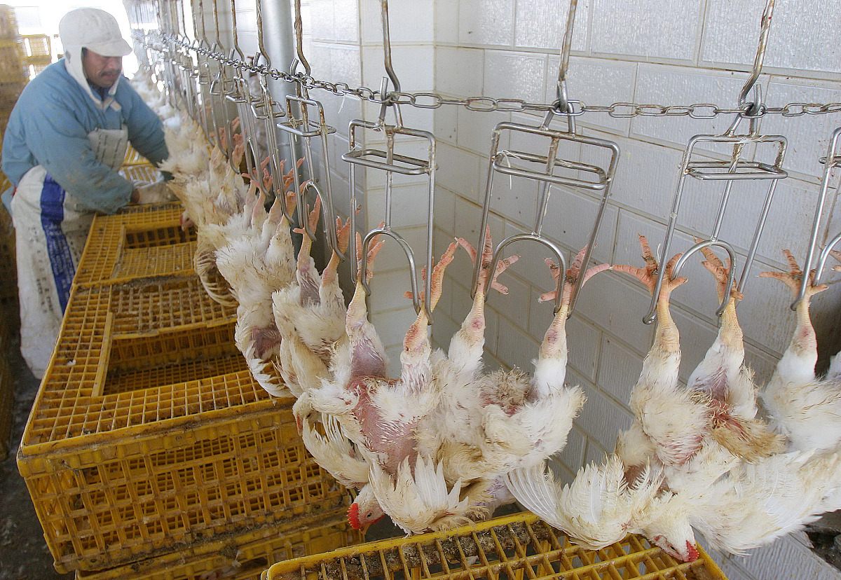 智能化水产养殖创业：机遇、战略和未来发展规划