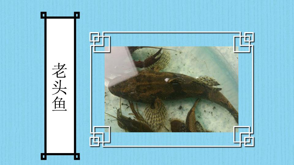 原来老头鱼长这样