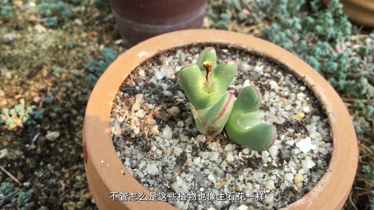 多肉科普之肉锥花:长得像屁股却是番杏科的植物