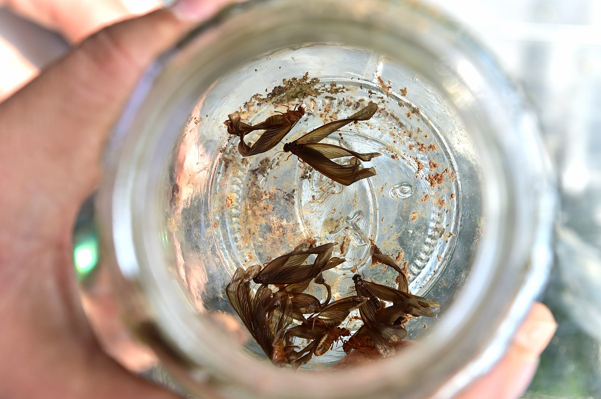 白蚁防治安全文明保障与环境保护措施-处罚承诺