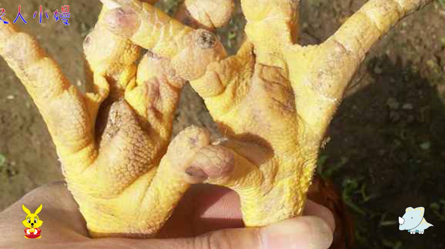 鸡为什么会感染葡萄球菌病?怎么预防葡萄球菌病?