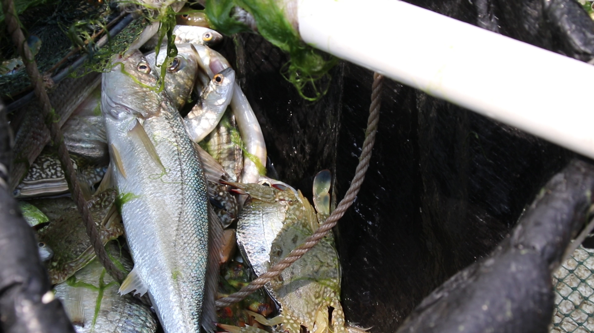 今天的收获还不错,一条肥肥的三牙鱼,还有虾能卖个好价钱