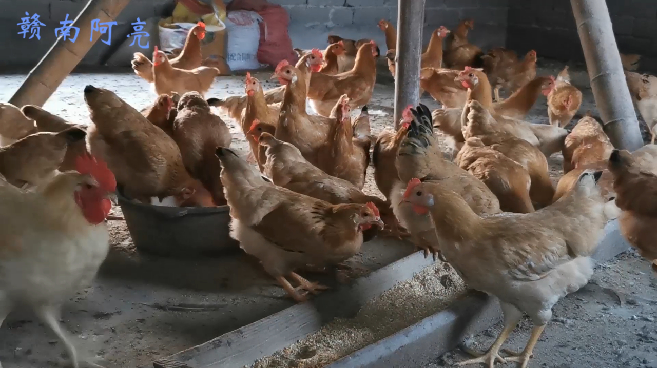 养土鸡讲科学才是王道,此招即可降低时间成本