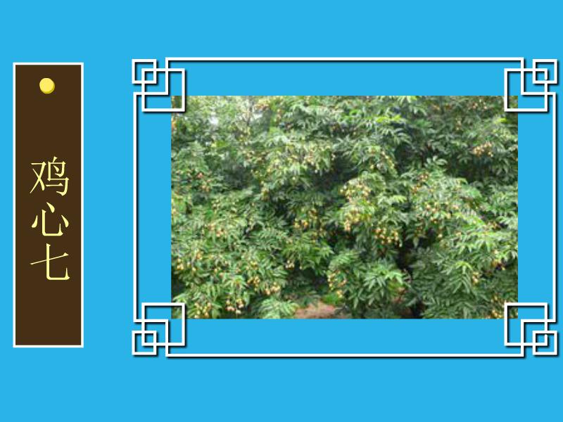 原来鸡心七长这样