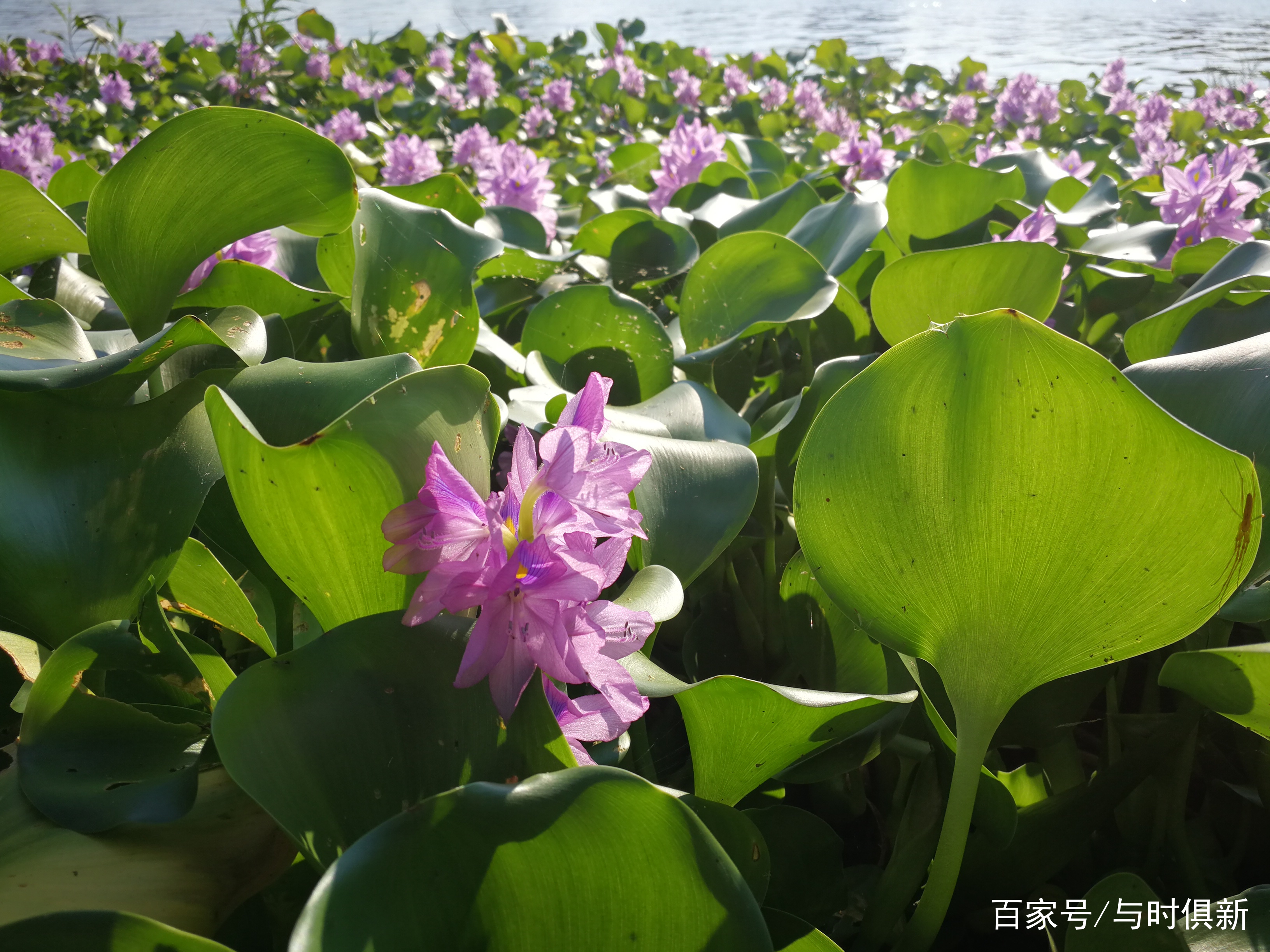 「植物摄影」凤眼蓝，曾是美化世界的淡紫色花冠，现在却褒贬不一