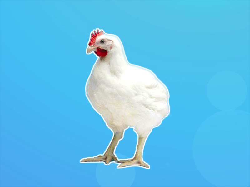 一分钟了解科宝肉鸡