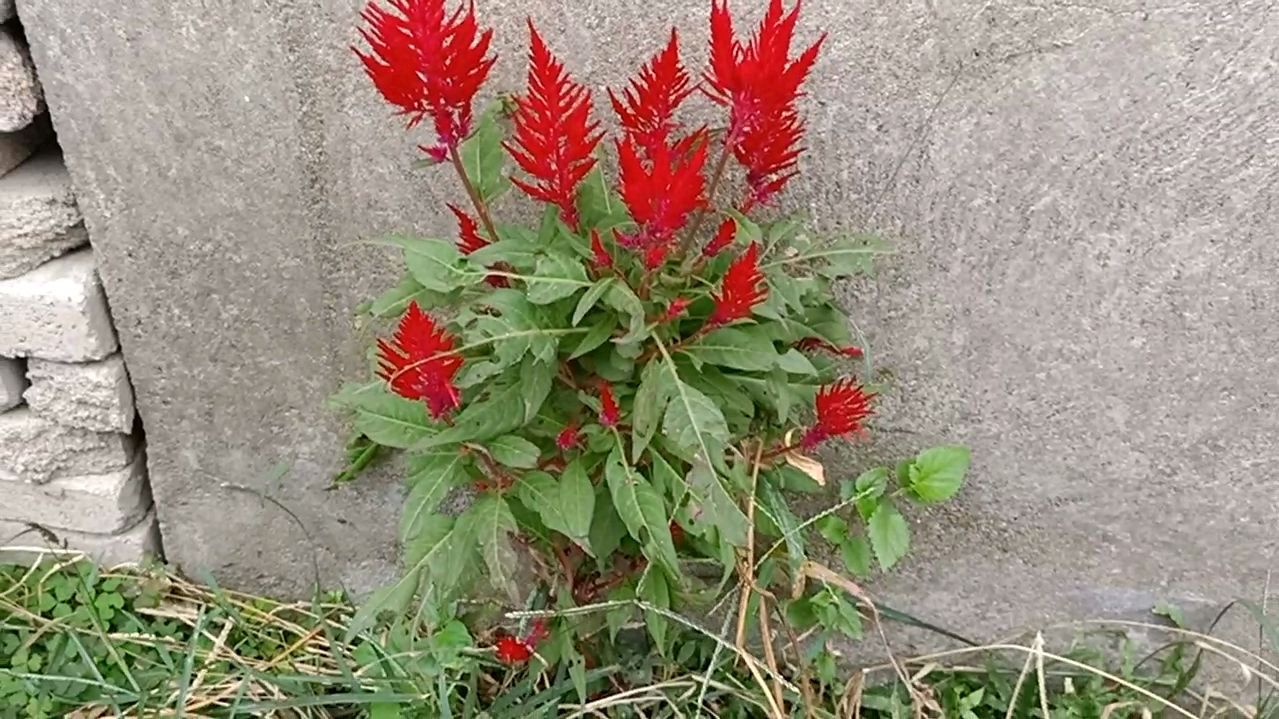 发现一颗野生的“鸡冠花”红红火火