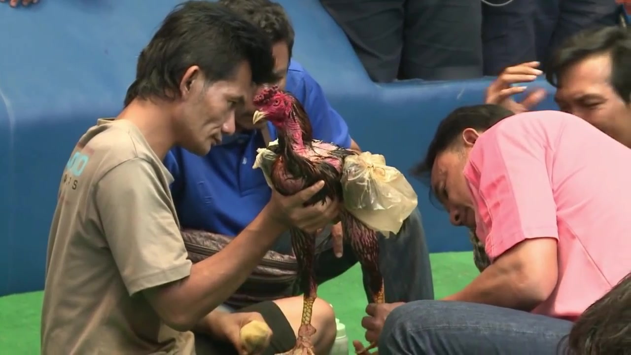 两只公鸡打架,一群人坐在一起围观,打的好激烈!