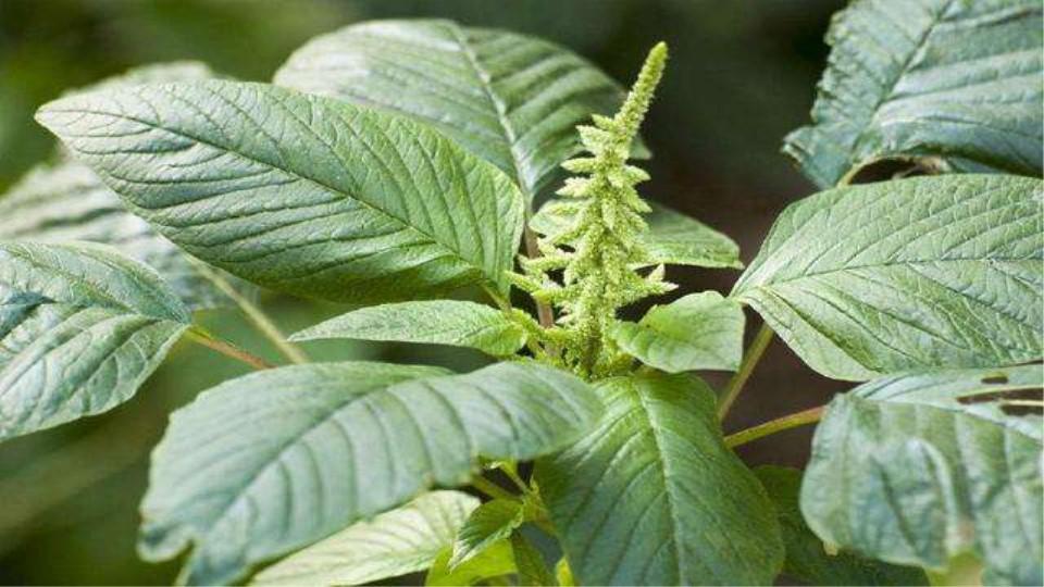 一分钟了解野苋菜