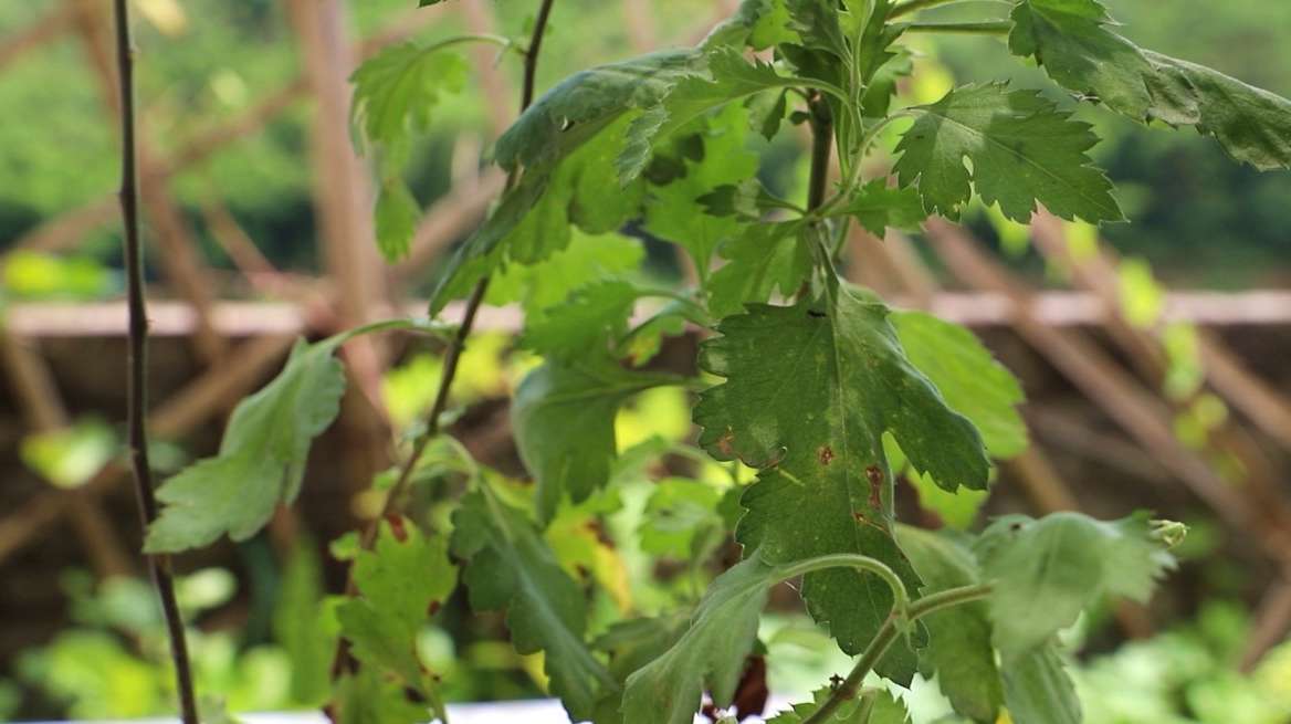 [图]养菊花抓紧这个时机修剪,秋天一到,花开满院