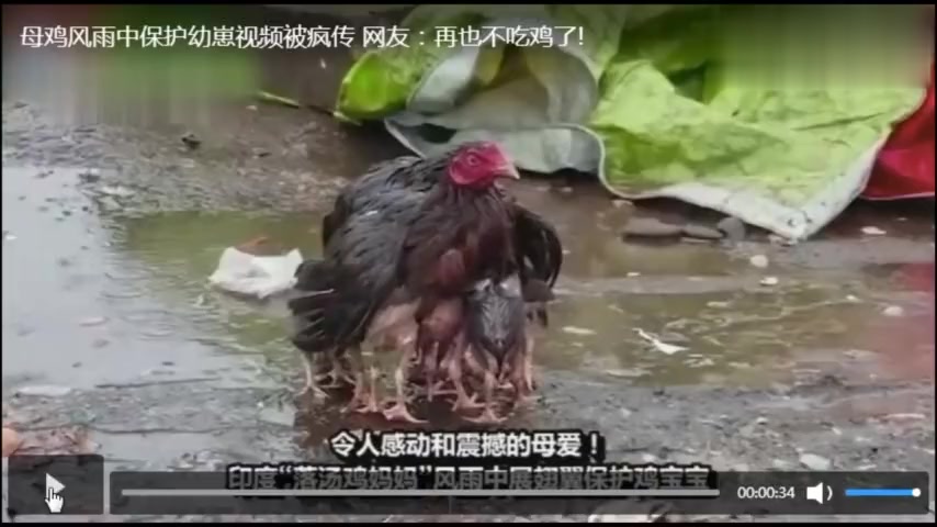 暴雨中的瘦弱的鸡妈妈护住了所有的小鸡,母爱不限于人类