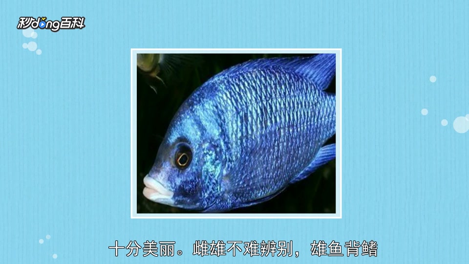 原来蓝宝石鱼长这样
