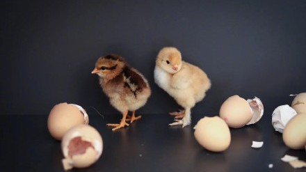 #每日娱乐快讯# 【孙俪为家里小鸡仔拍艺术照,举动温暖超有爱】12月4日中午,孙俪再次在社